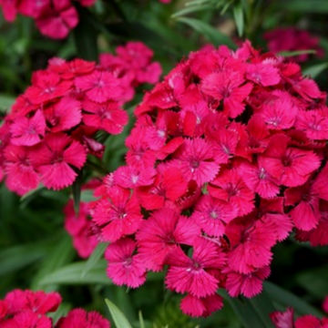 Dianthus Jolt Cherry 17cm