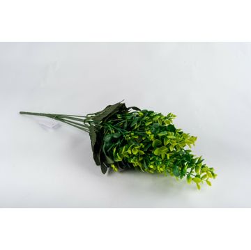 Eucalyptus Plant 25Cm Bush