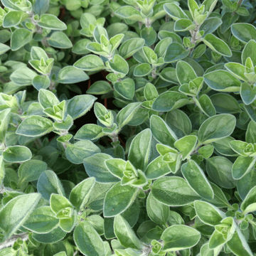 Herb Origanum 6 pack