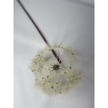 Salicaceae Cottonwood Large 78Cm