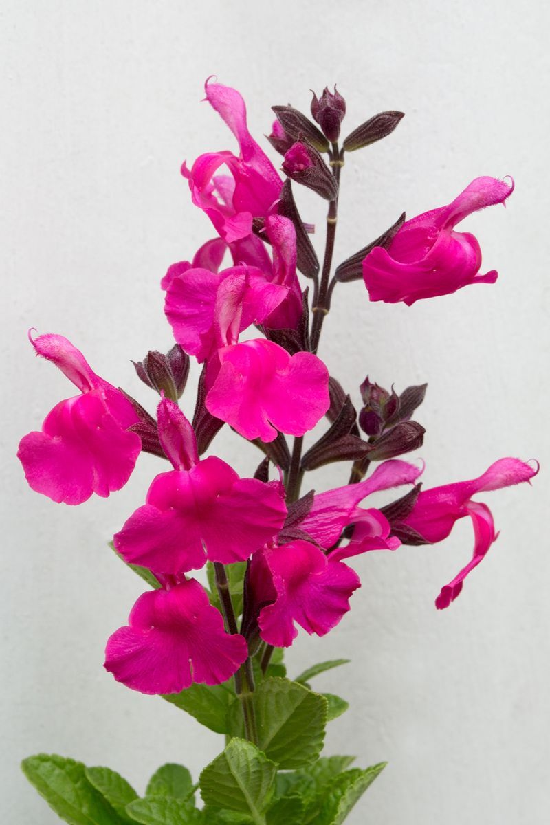 Salvia hybrid Heatwave ® ‘Sizzle’ ® 17cm