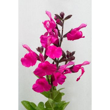 Salvia hybrid Heatwave ® ‘Sizzle’ ® 17cm
