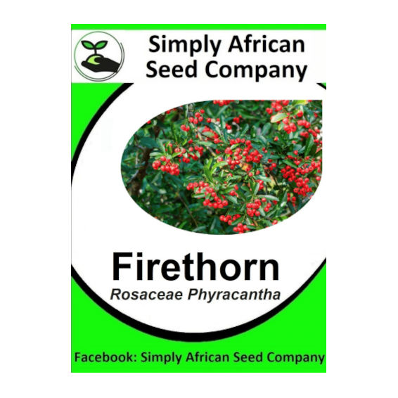 Firethorn (Rosacea Pyracantha) 12's