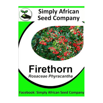 Firethorn (Rosacea Pyracantha) 12's