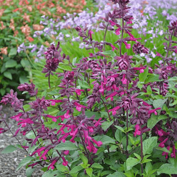 Salvia Love and Wishes 17cm