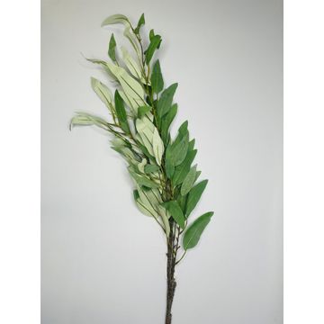 Olive Branch Stem 1.18M