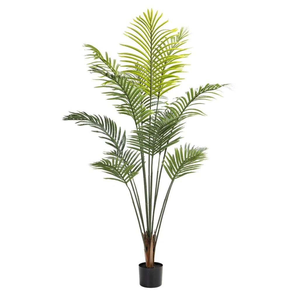 Vividitto - Pochard Plant In Pot 160cm