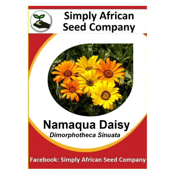 Namaqualand Daisies (30's)