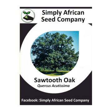 Sawtooth Oak (Quercus Acutissima) 3's