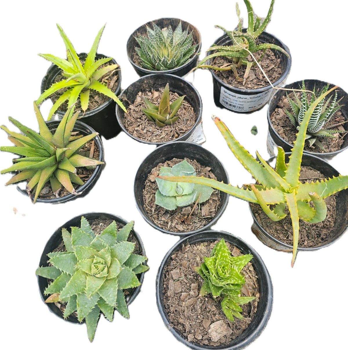 10 pack bundle of Aloe & Haworthias succulents