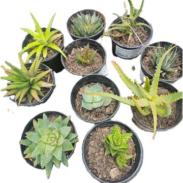 10 pack bundle of Aloe & Haworthias succulents