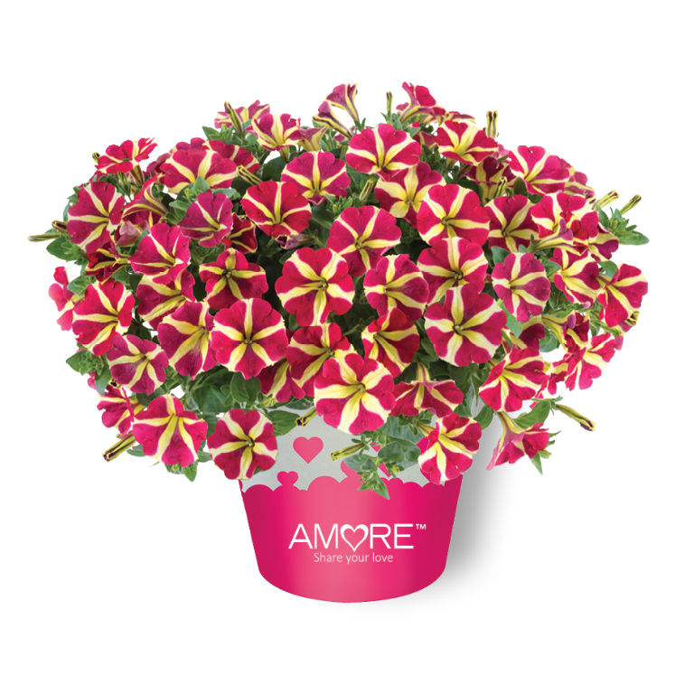 Petunia Amore Queen of Hearts 15cm