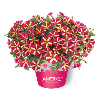 Petunia Amore Queen of Hearts 15cm
