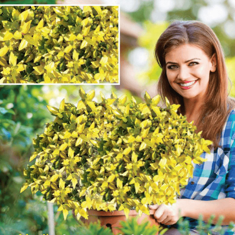 Abelia Lemon & Lime var. 'BRMGOLD' PBR 15cm