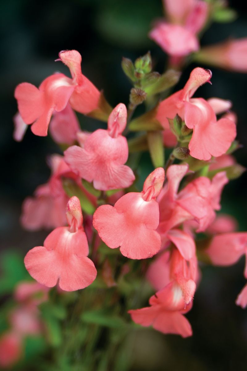 Salvia hybrid Heatwave ® Blast 17cm