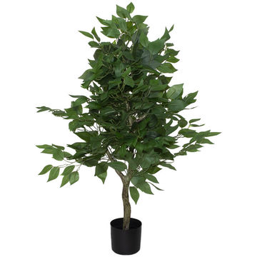 Khaya Ficus Plant