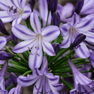 Agapanthus Buccaneer  var. ‘AMDB002’ PBR 17cm
