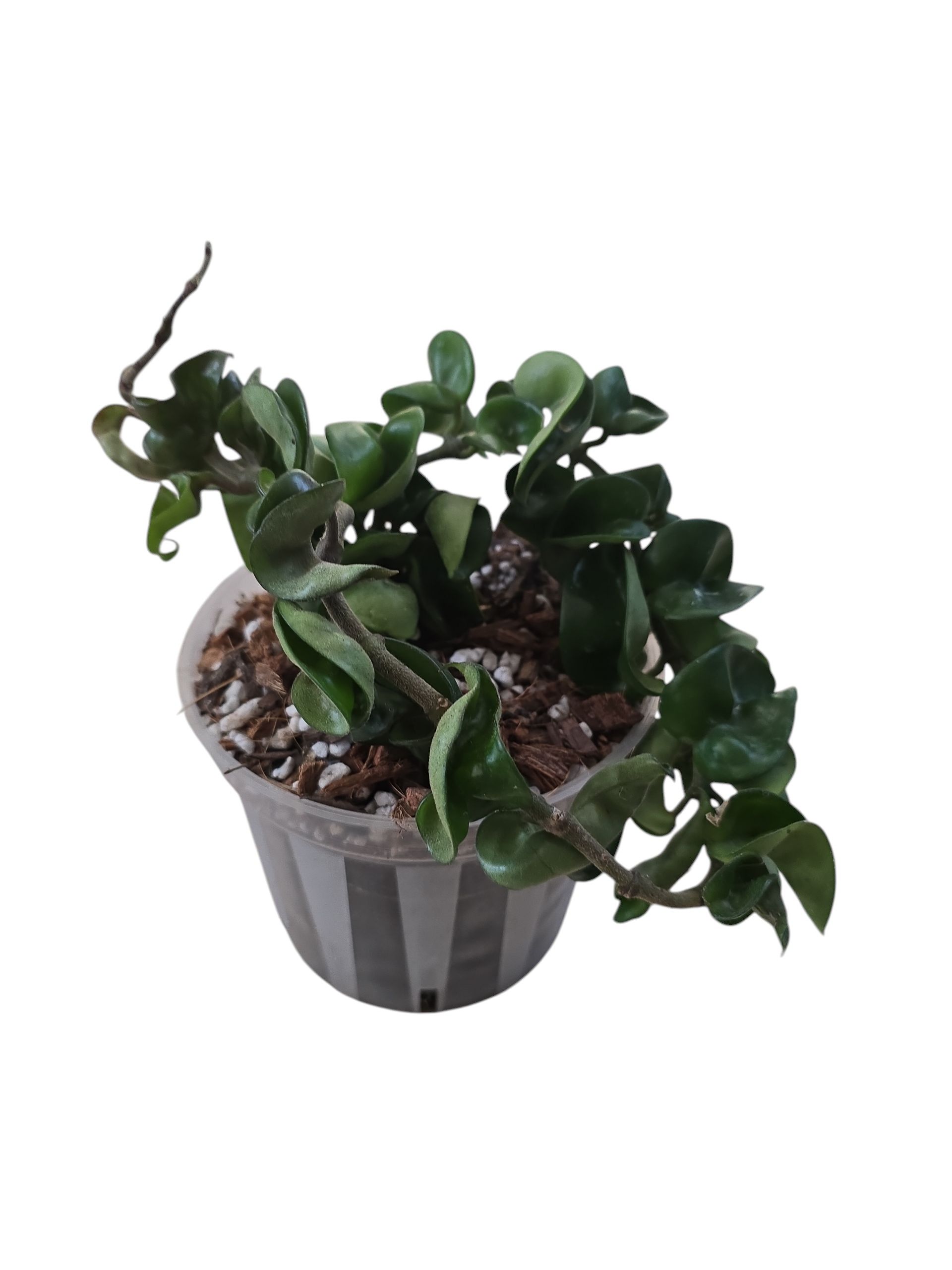 Hoya Compacta 