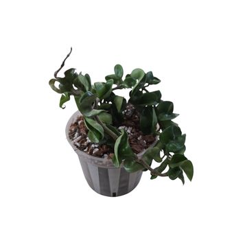 Hoya Compacta "Hindu Rope"