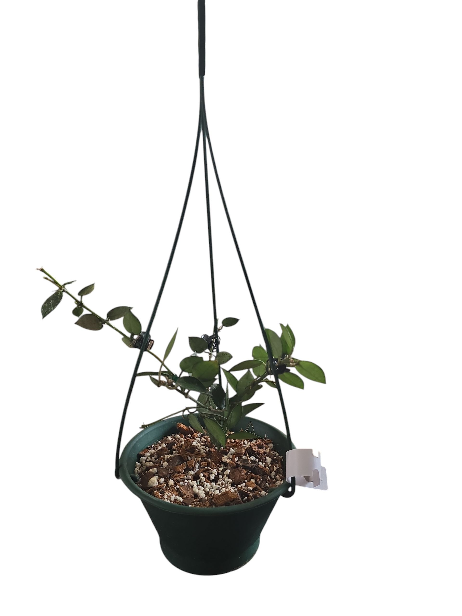Hoya Krohniana
