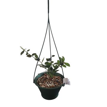 Hoya Krohniana