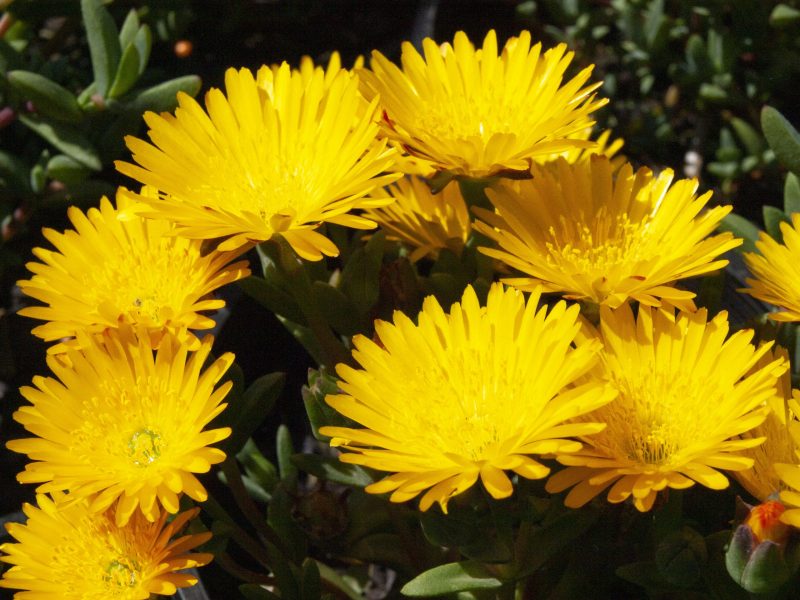 Vygie 'Sunshine' 12cm