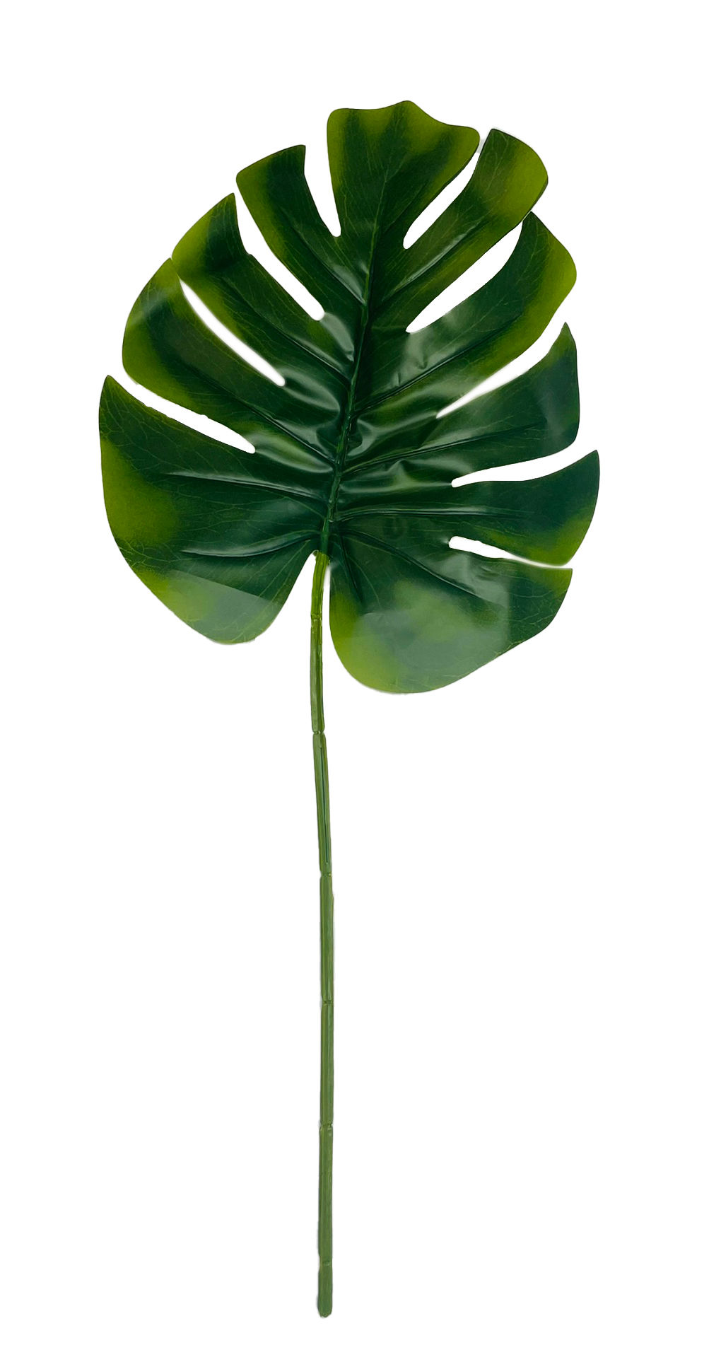 Delicious Monster Leaf 70Cm