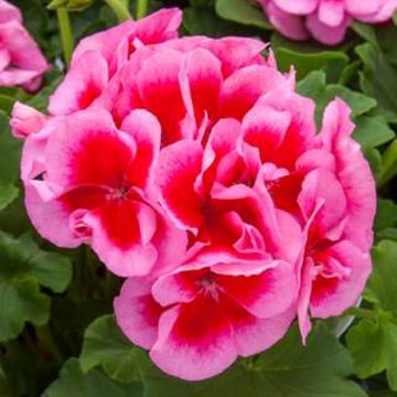 Pelargonium interspecific Calliope Rose Splash 15cm