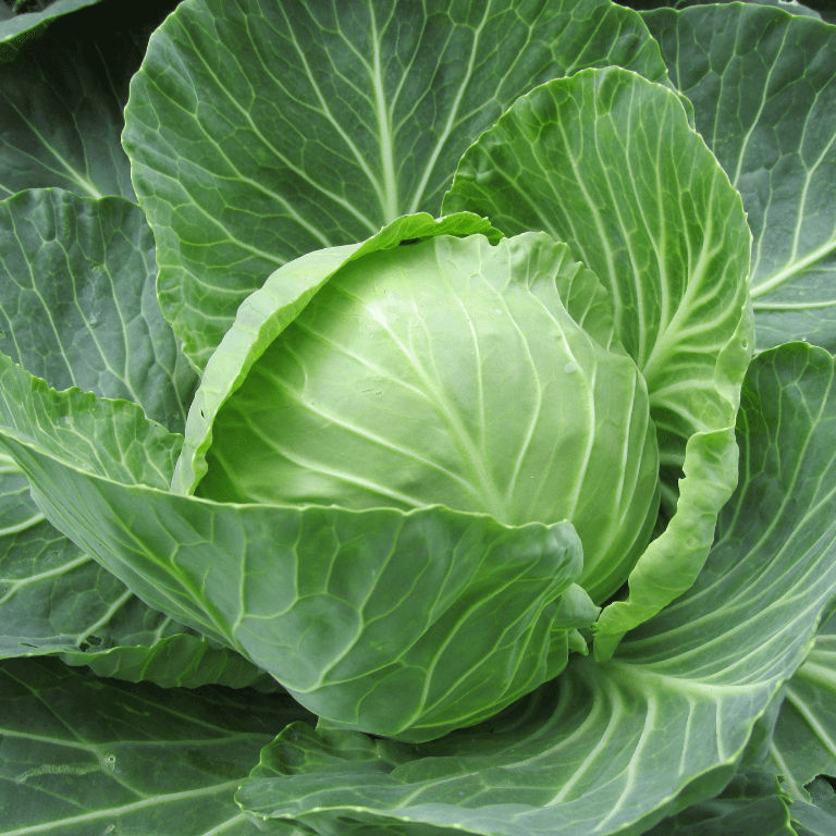 Cabbage 6 pack