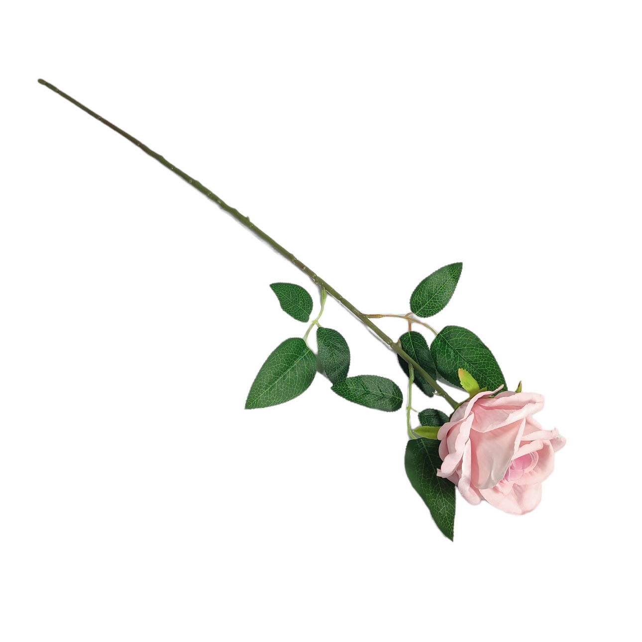 Velvet Rose Peach 60Cm