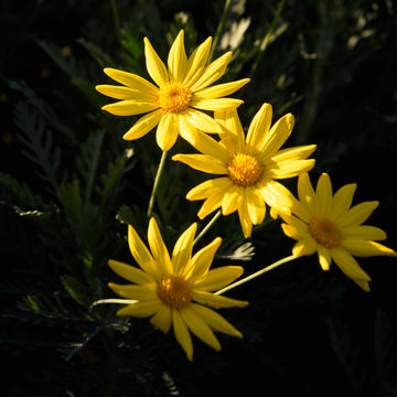 Euryops pectinatus. 17cm