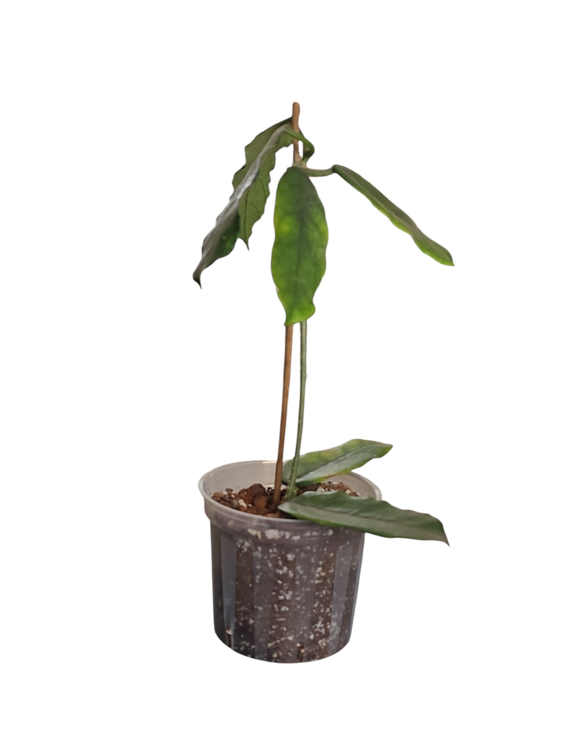 Hoya Globulosa