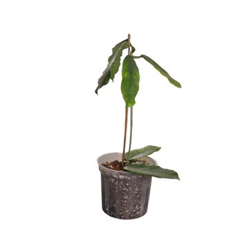 Hoya Globulosa