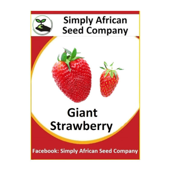 Strawberry Giant (30's)