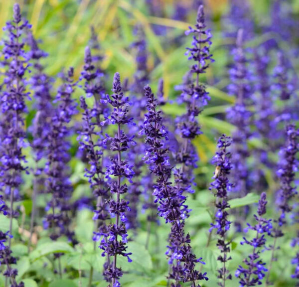 Salvia Mystic 'Spires' 17cm