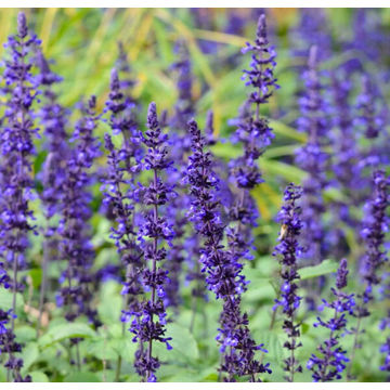 Salvia Mystic 'Spires' 17cm