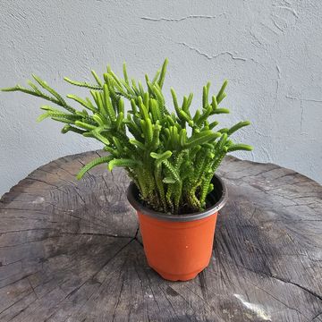 Crassula Muscosa succulent plants in pots