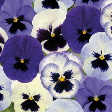 Pansy 'Malanseuns Ocean Breeze Mixed' 6 pack