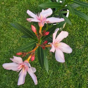 Large Potted Pink Flowering Oleander Shrub - In Glazed Decorated Pot