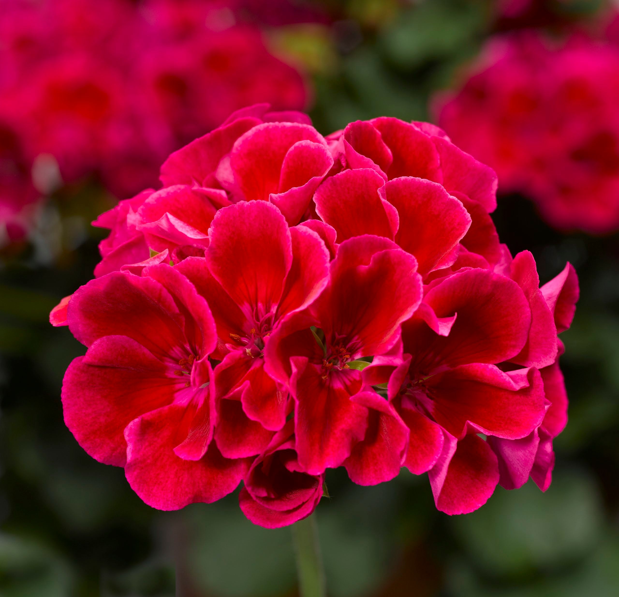 Pelargonium interspecific Calliope Red Splash 15cm