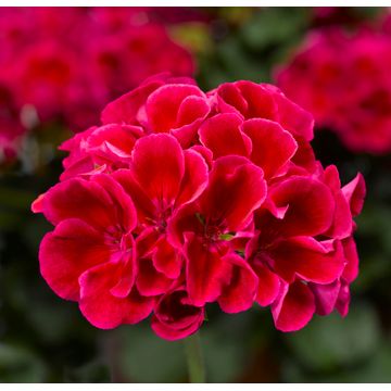 Pelargonium interspecific Calliope Red Splash 15cm