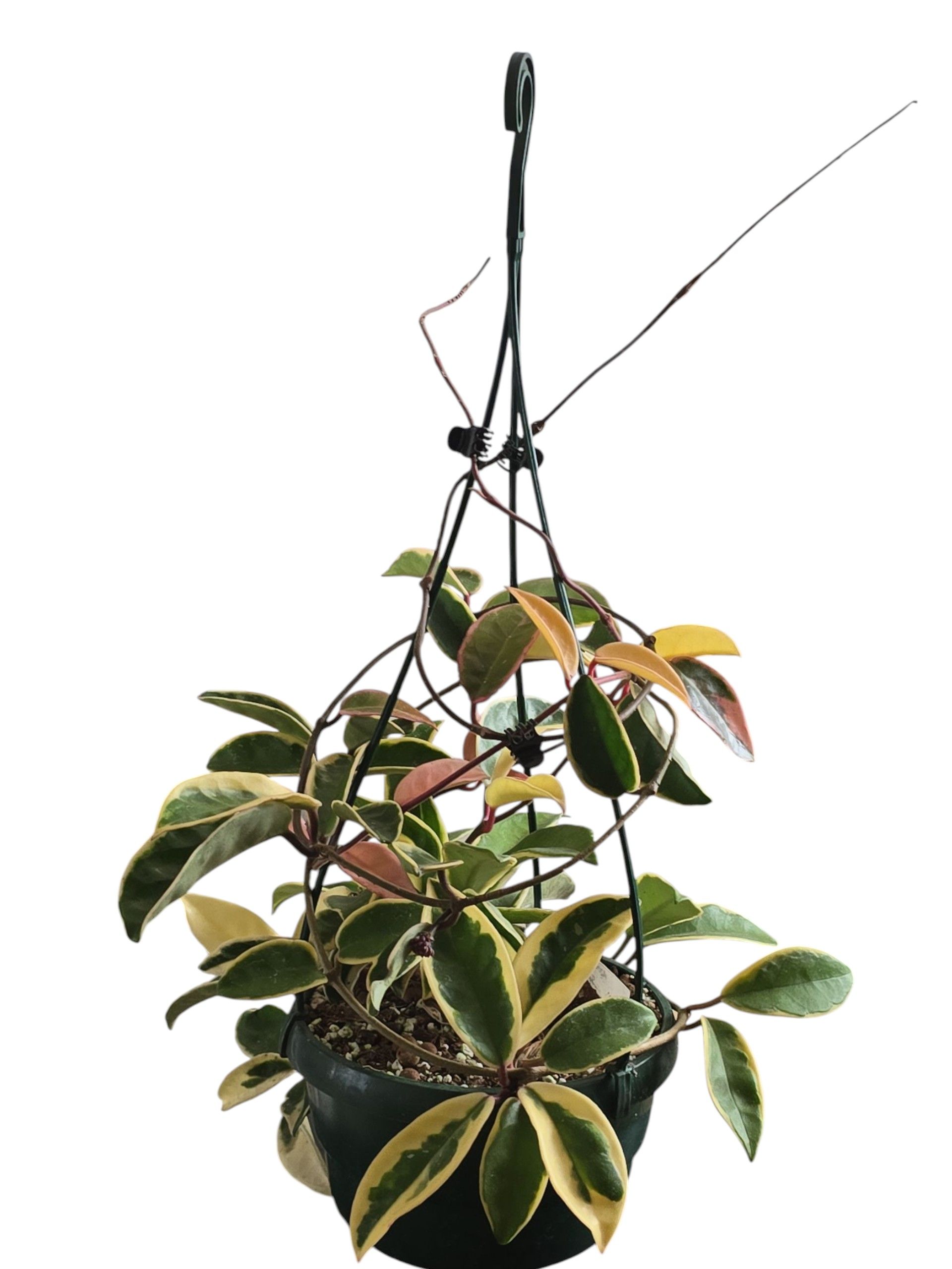 Hoya Carnosa Tri Color