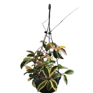 Hoya Carnosa Tri Color