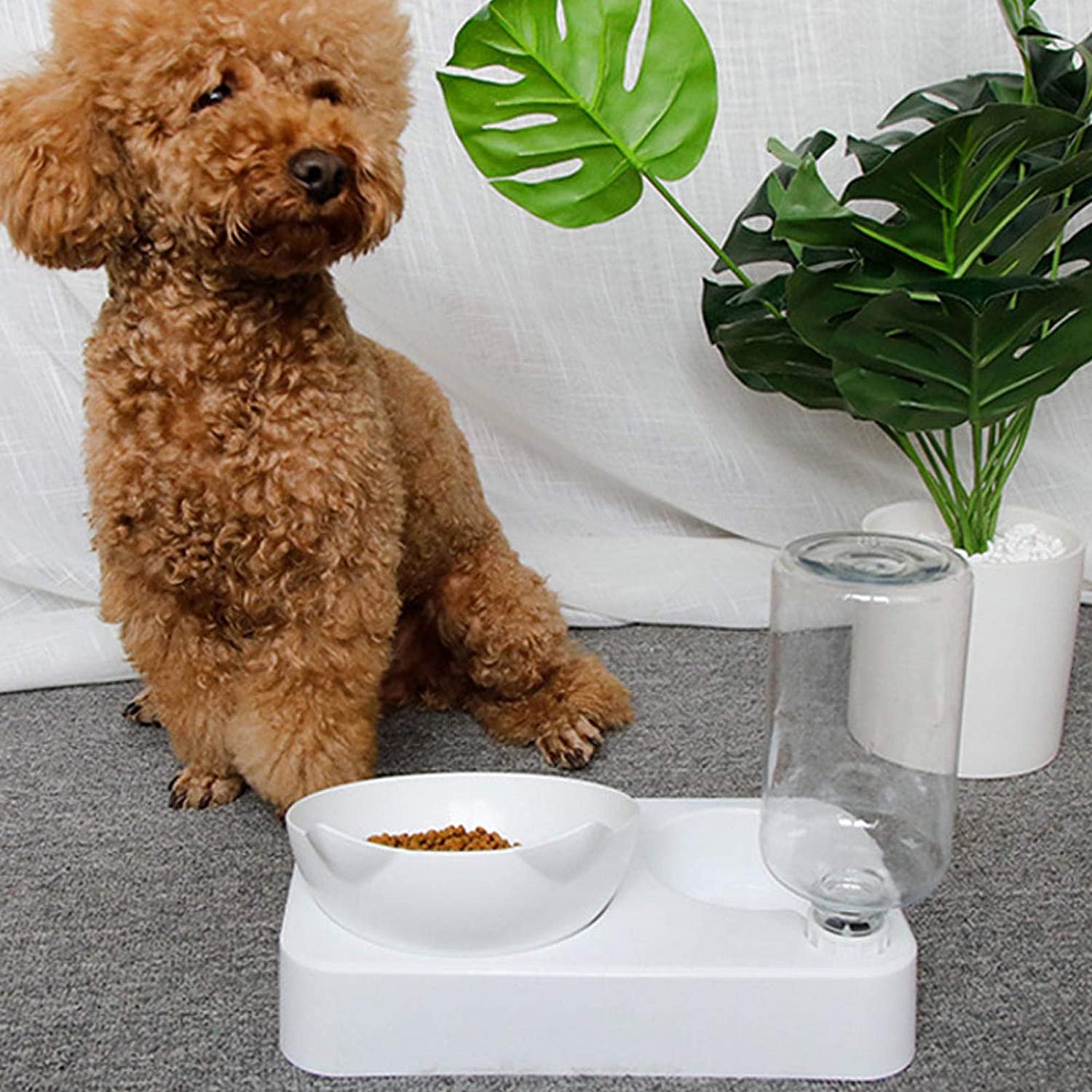 Rex - Pet Feeder