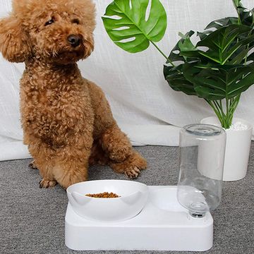 Rex - Pet Feeder