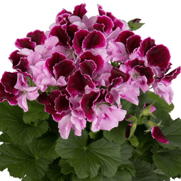 Pelargonium grandiflorum Elegance 'Purper Majesty' 19cm