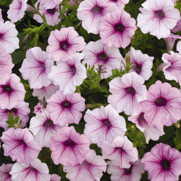 Petunia 'Malanseuns Vein Pink' 6 pack