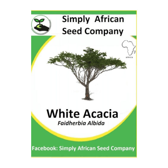 Acacia White (Faidherbia Albida) (3's)