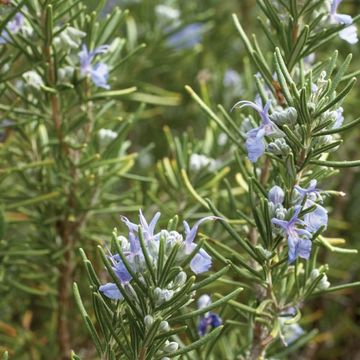 Rosmarinus officinalis 'Tuscan Blue 17cm