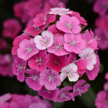 Dianthus Jolt Pink Magic 17cm
